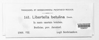 Libertella betulina image